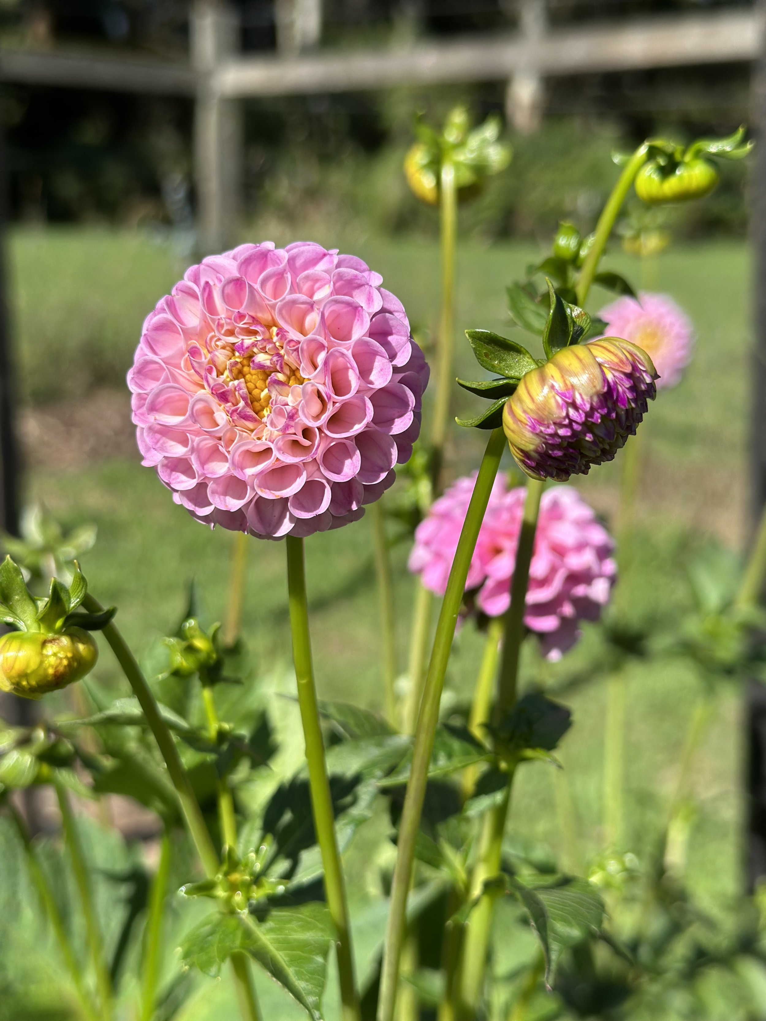 IMG_3866.jpeg