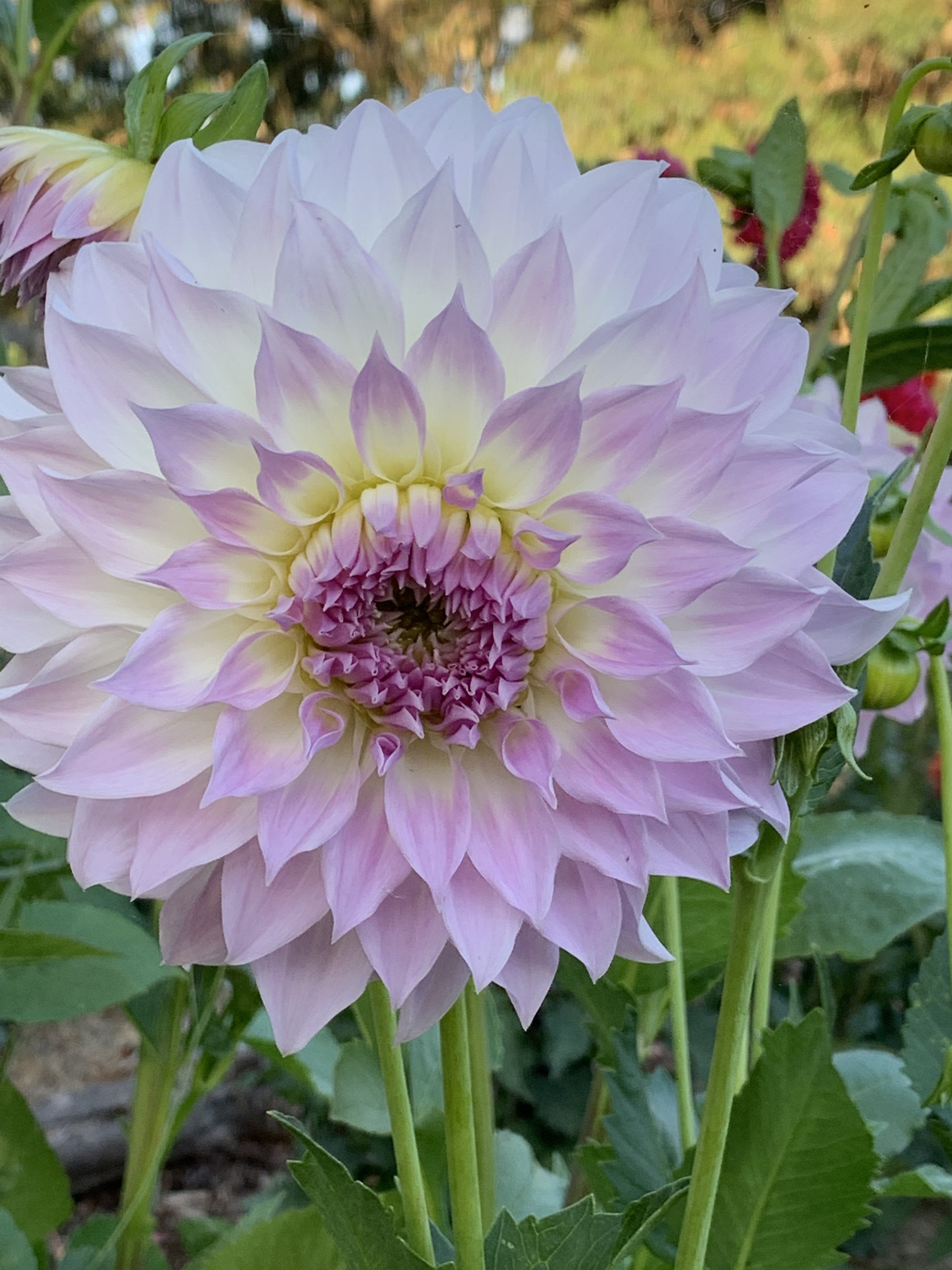 Annes Delight