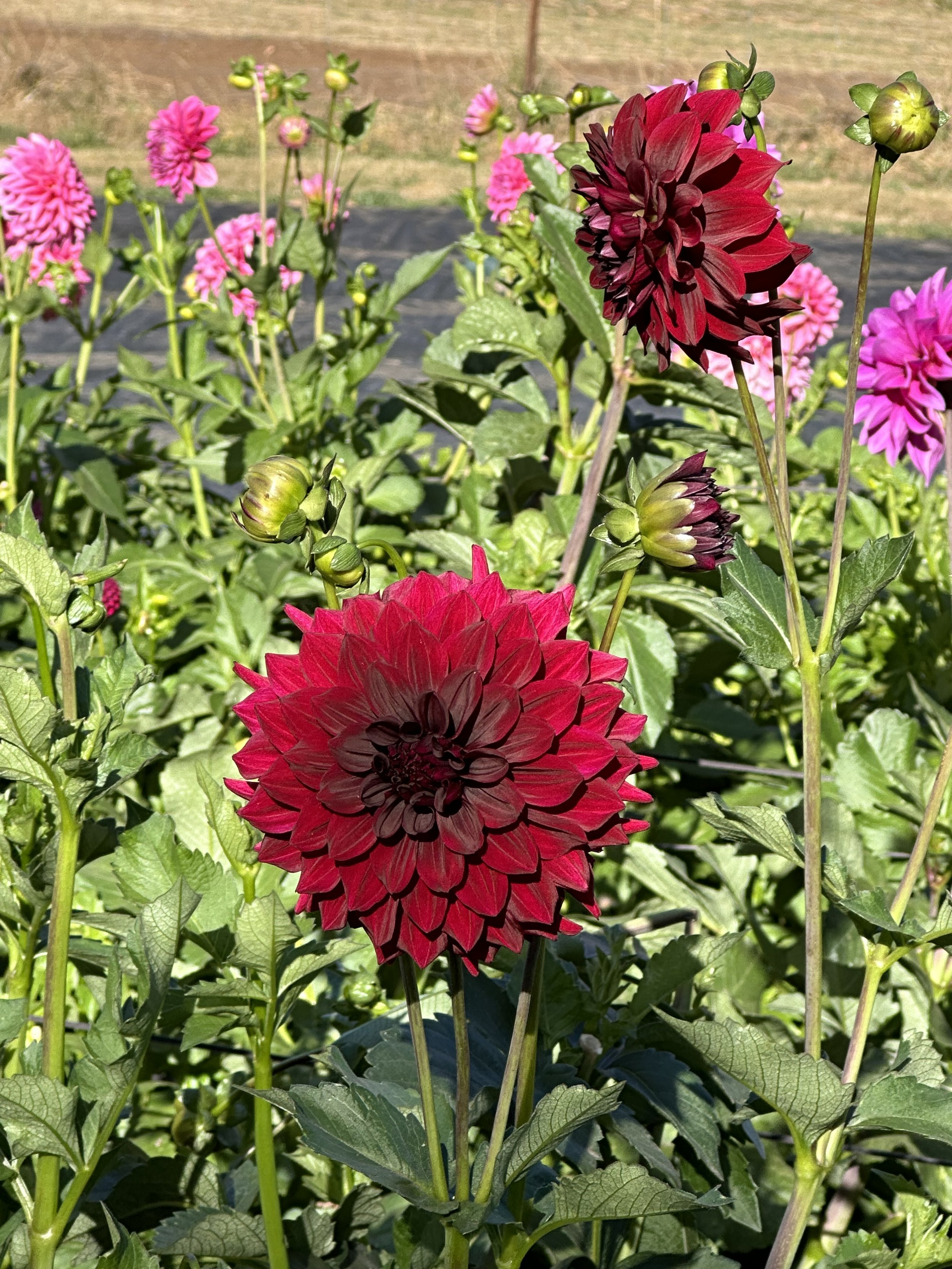 IMG_7906.jpeg