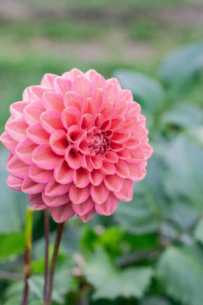 FlorelieQuince.webp