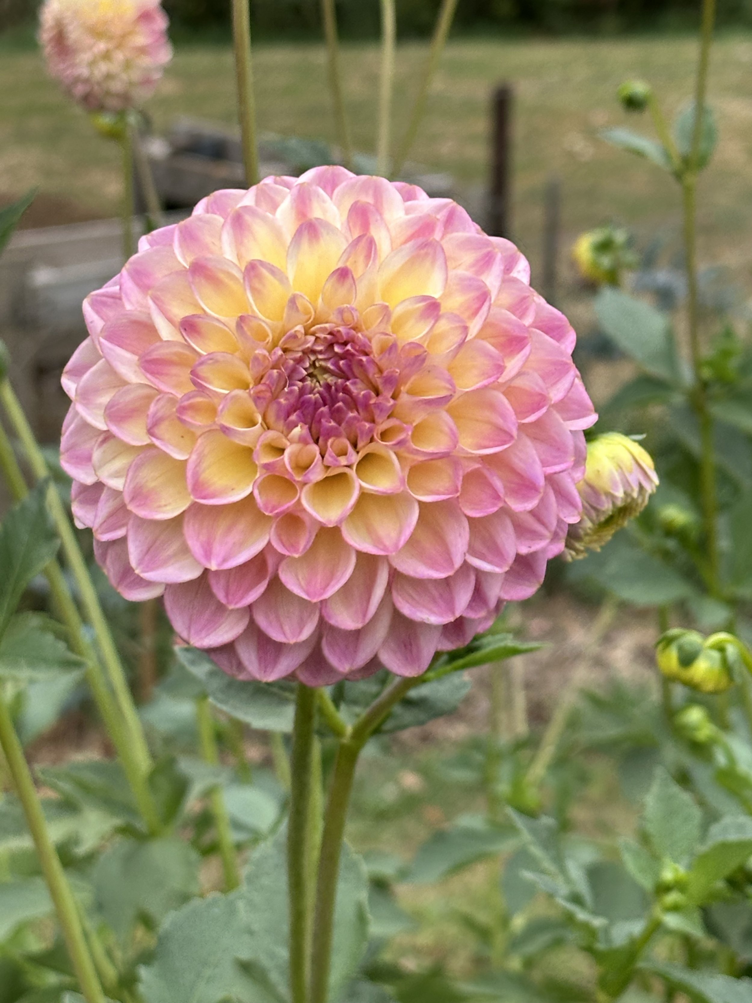 Florelie Harmony