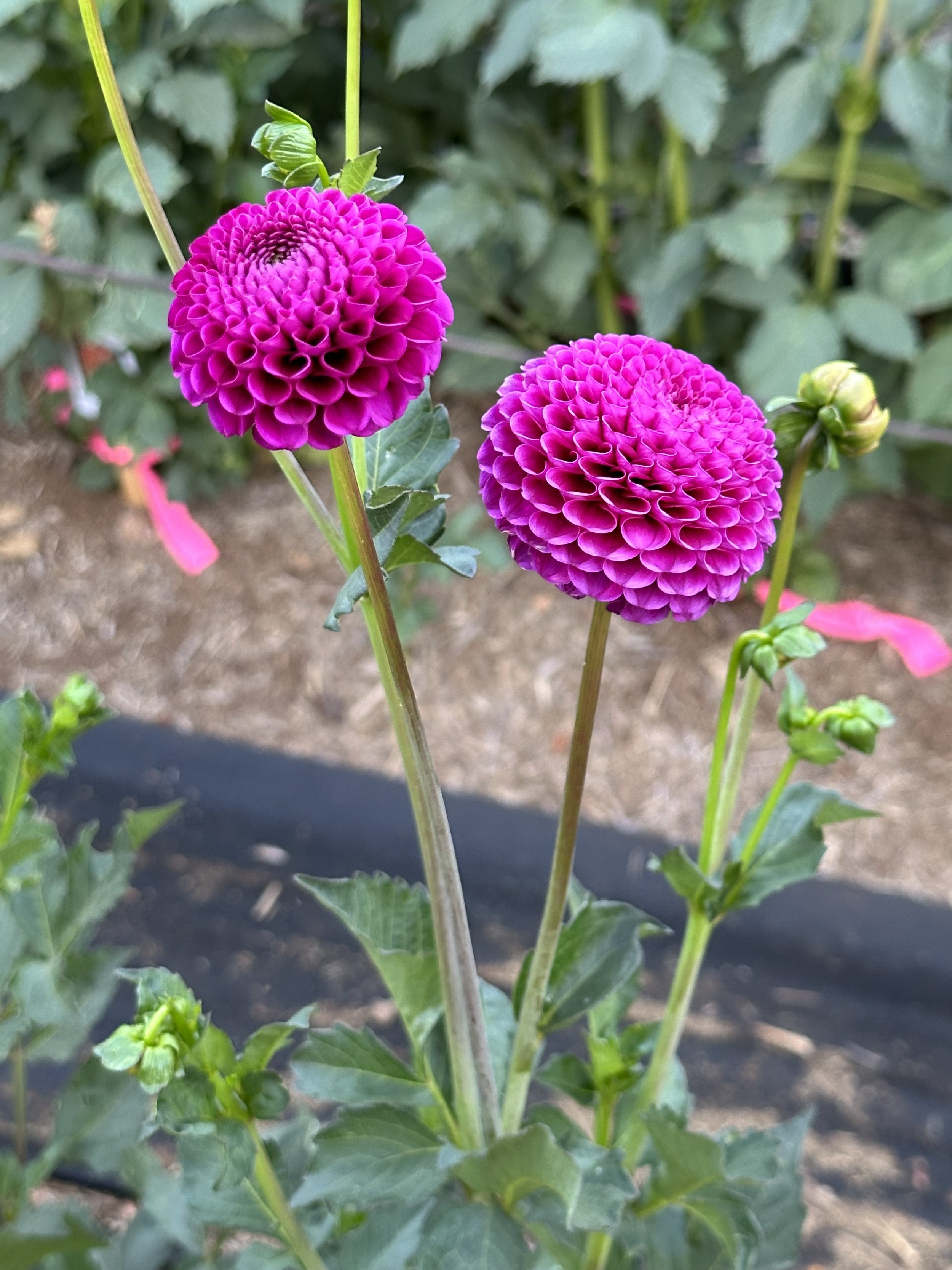 Florelie Hayley