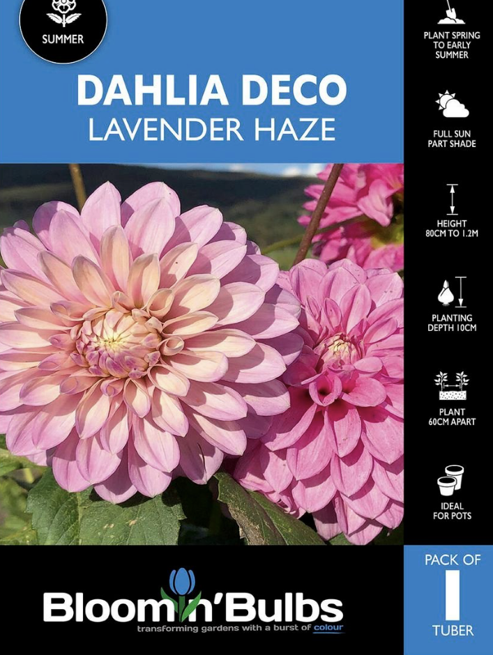Bloomin Bulbs Dahlia Lavender Haze 1 Pack - Bunnings Australia.png