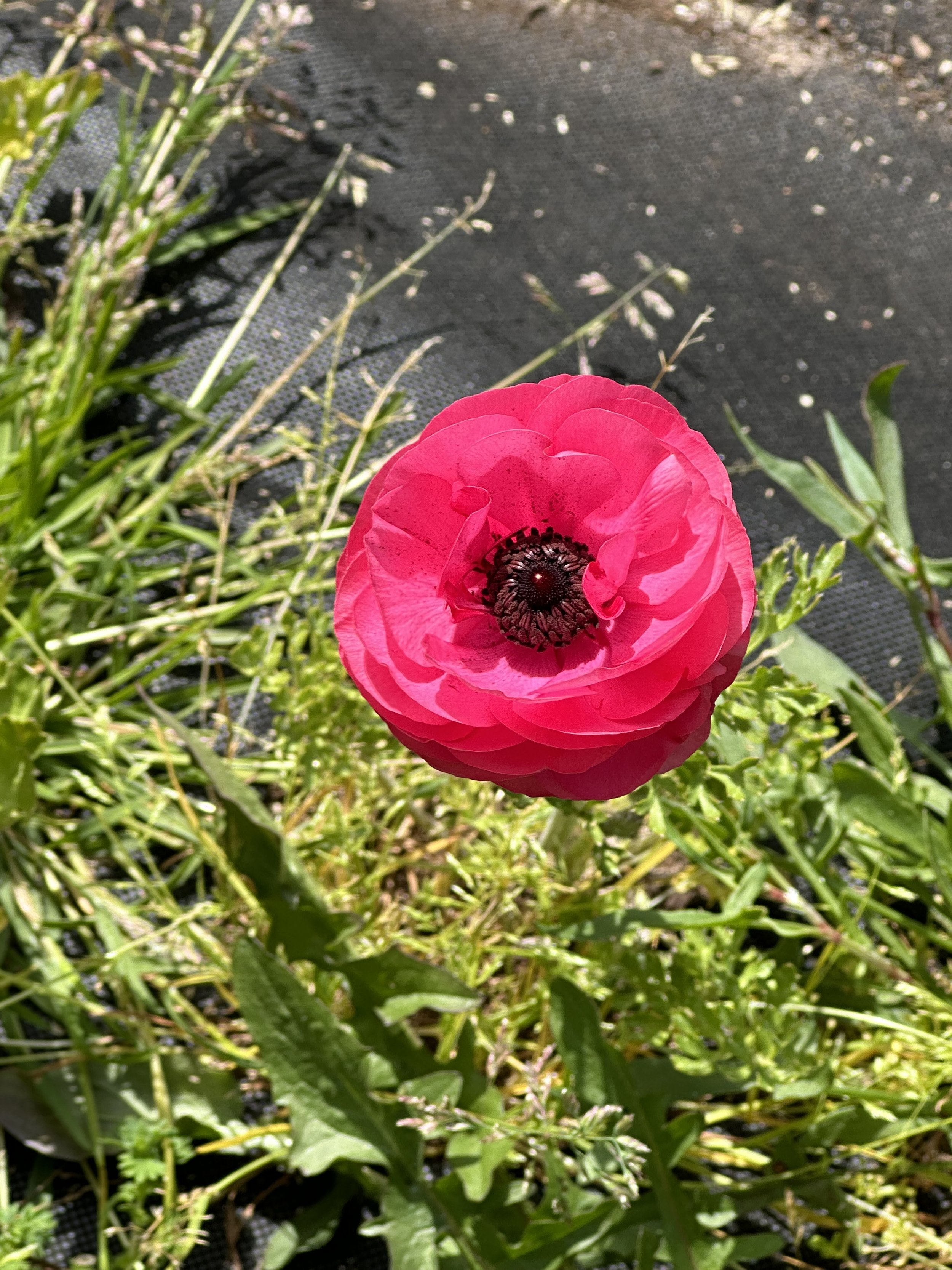 IMG_4047.jpeg