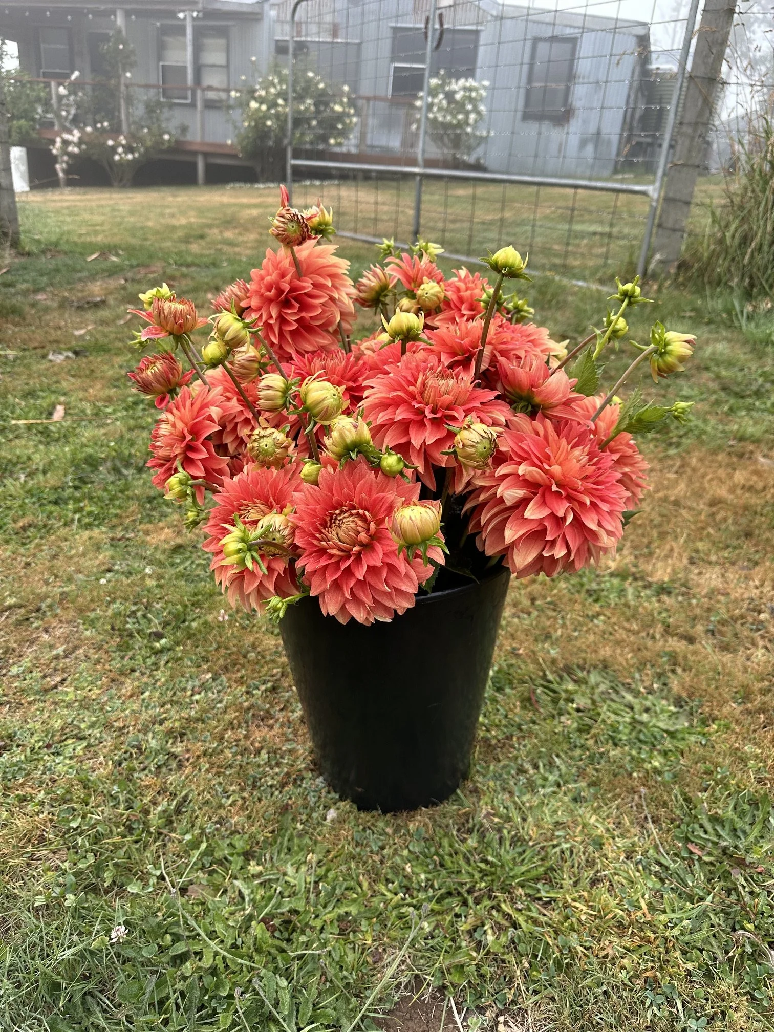 Unknown Orange