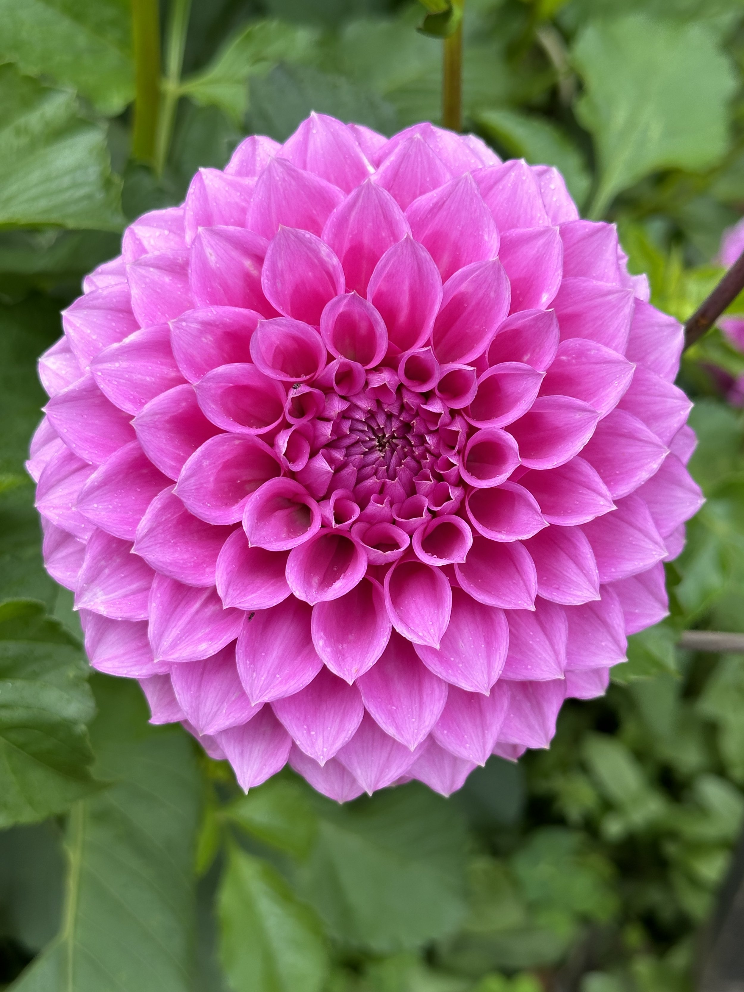 Mauve Ball (unknown name)