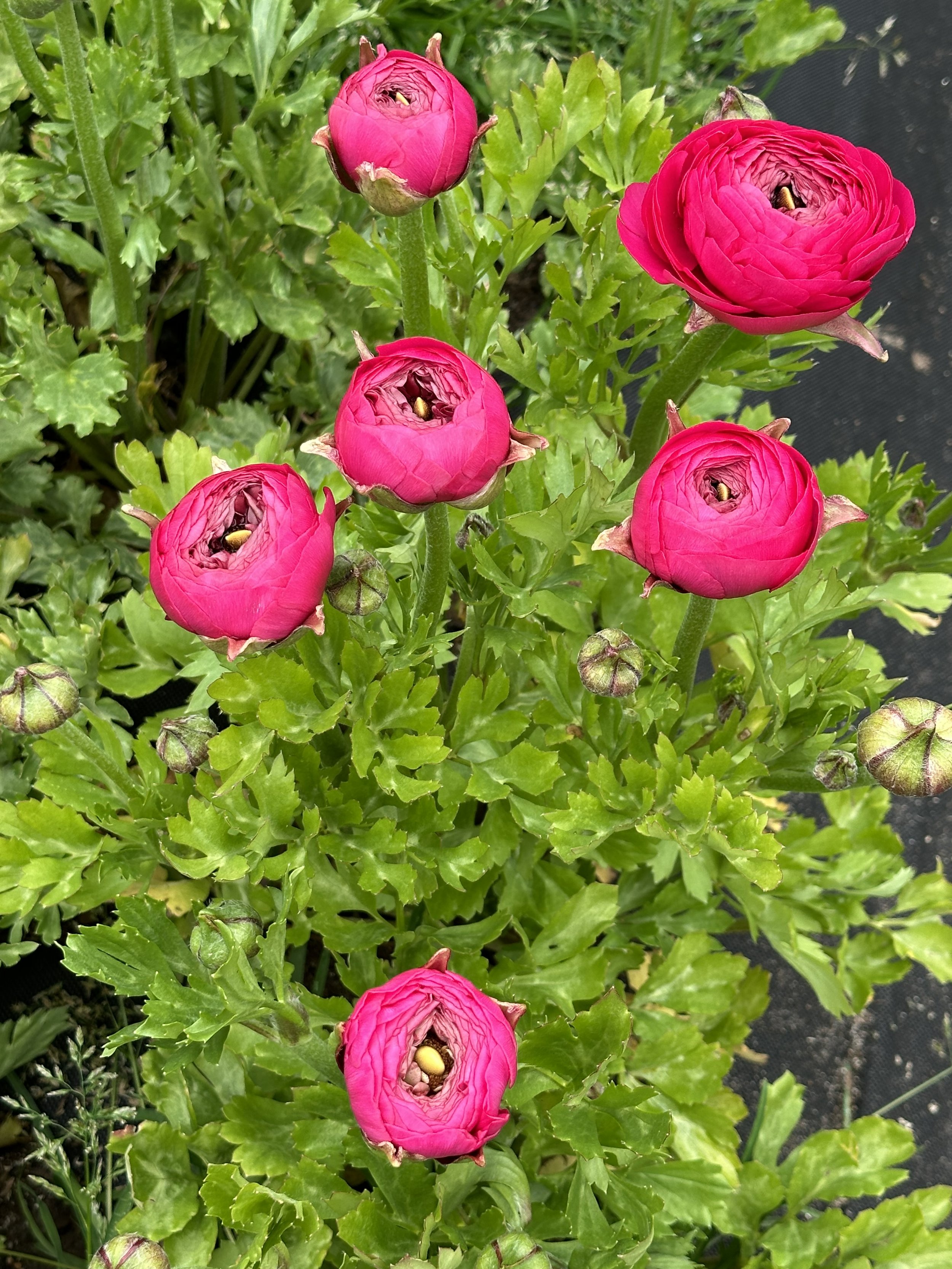 IMG_3586.jpeg