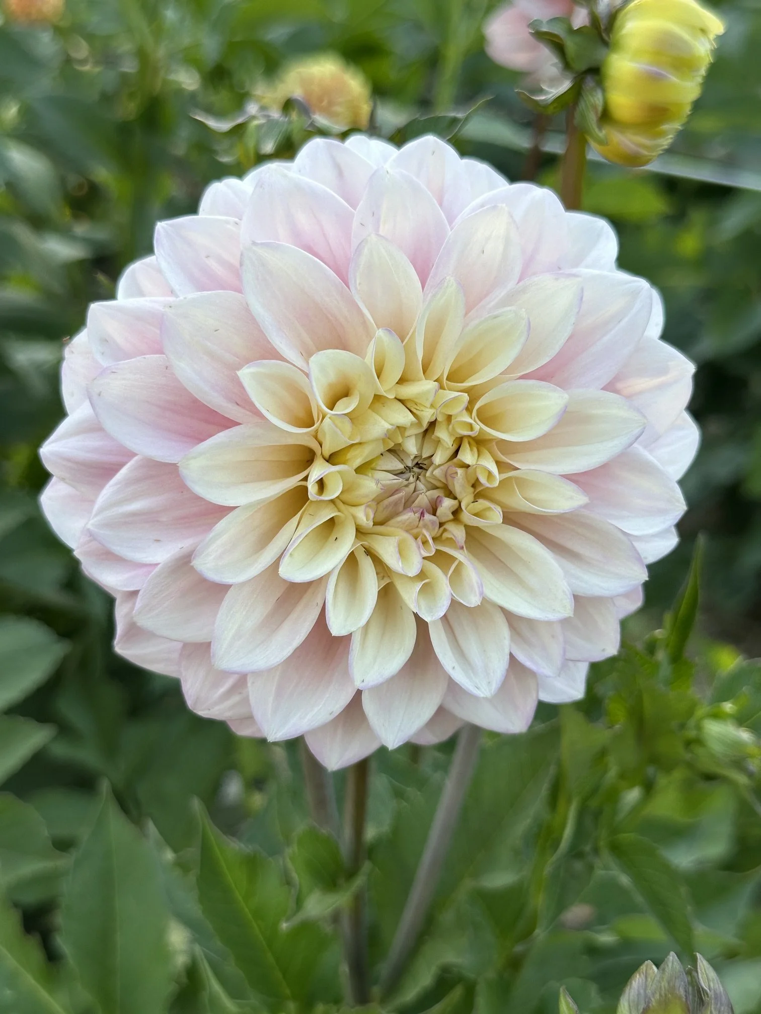 Florelie Pirouette