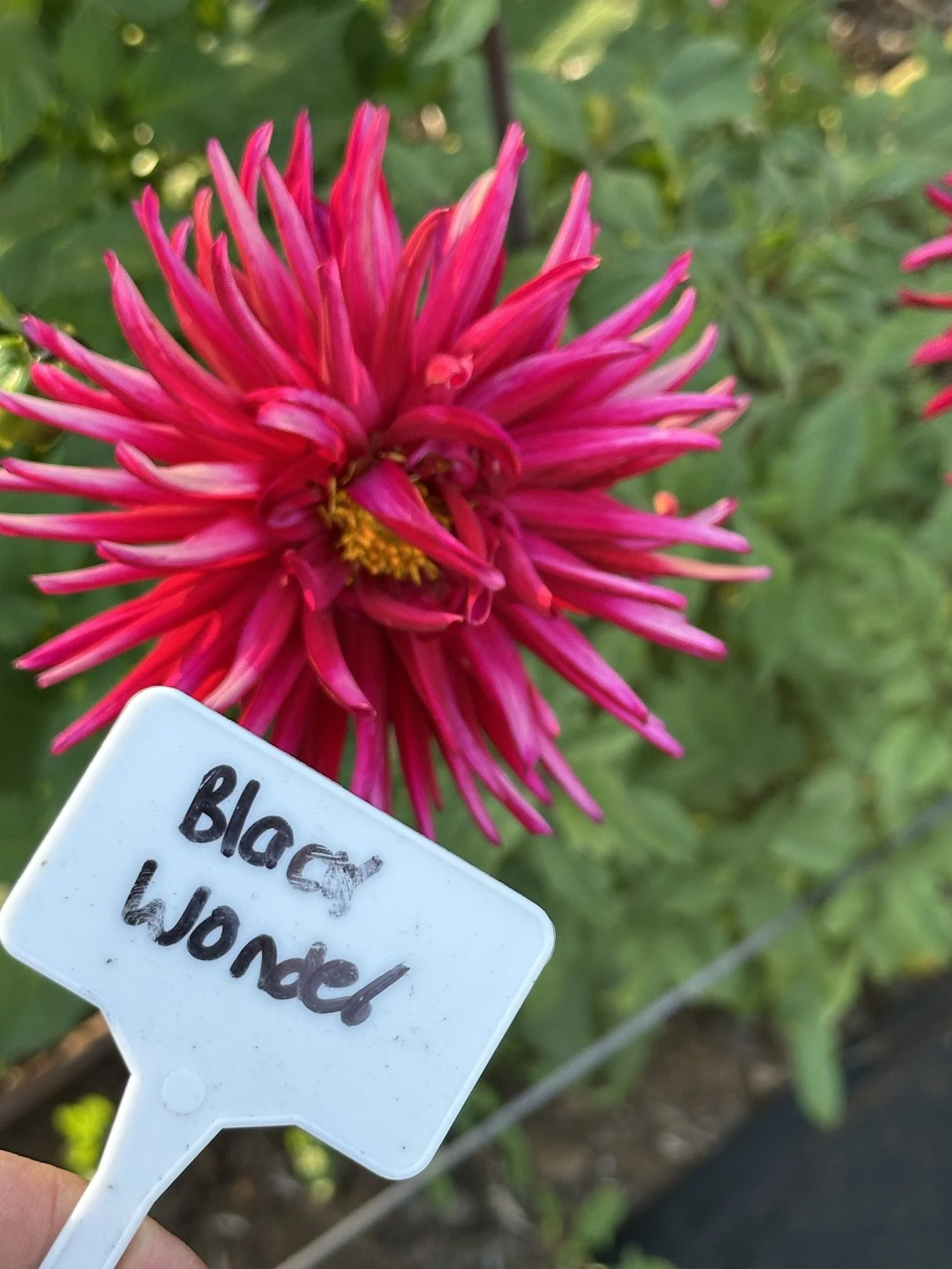 Black wonder- cactus