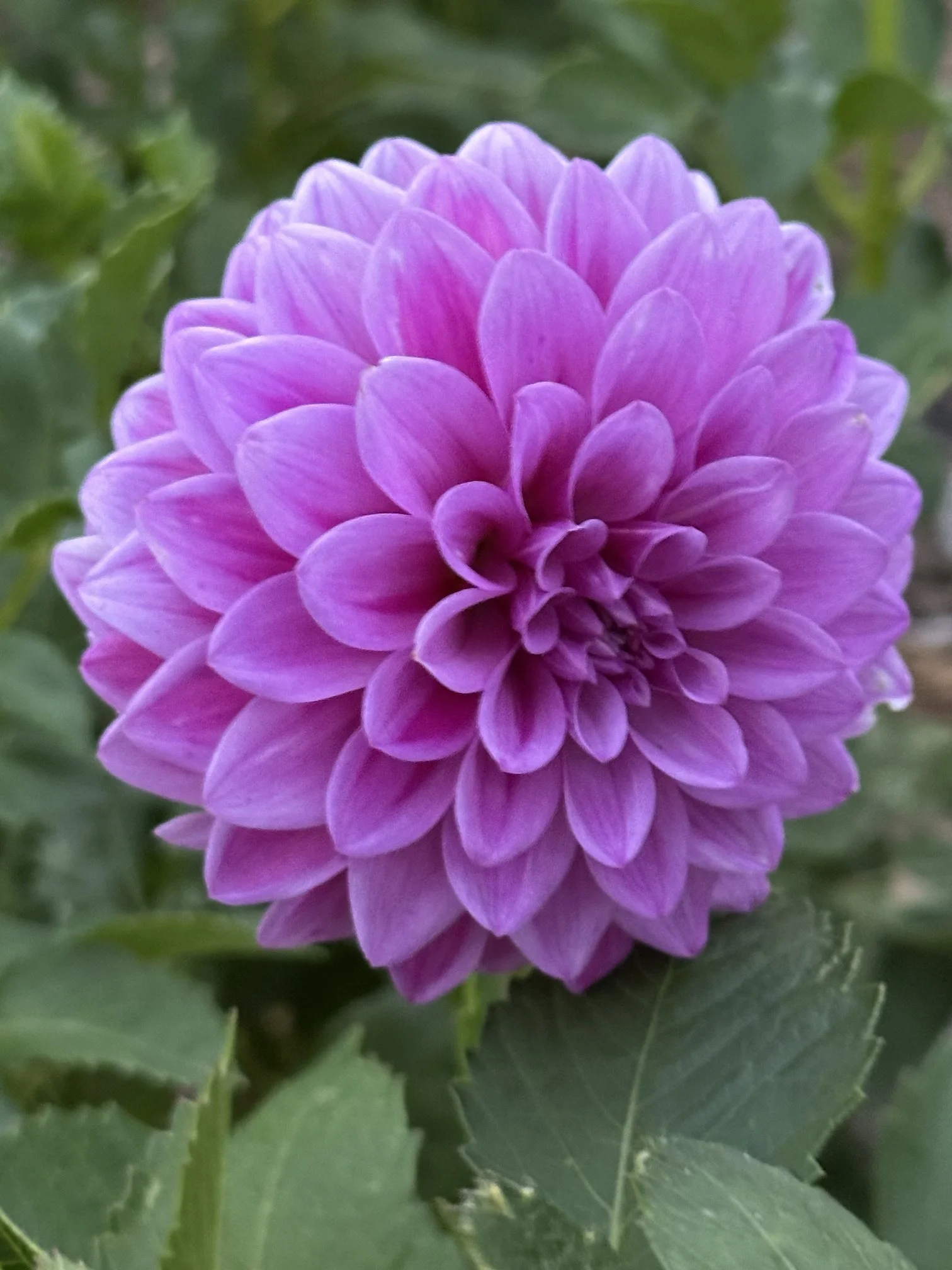Florelie Jeanette