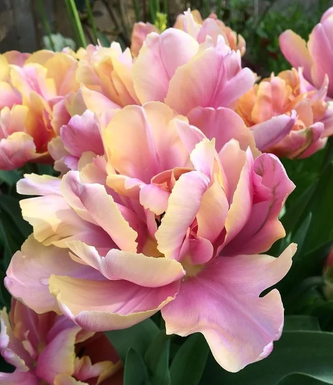 tulipa-pink-star.jpg