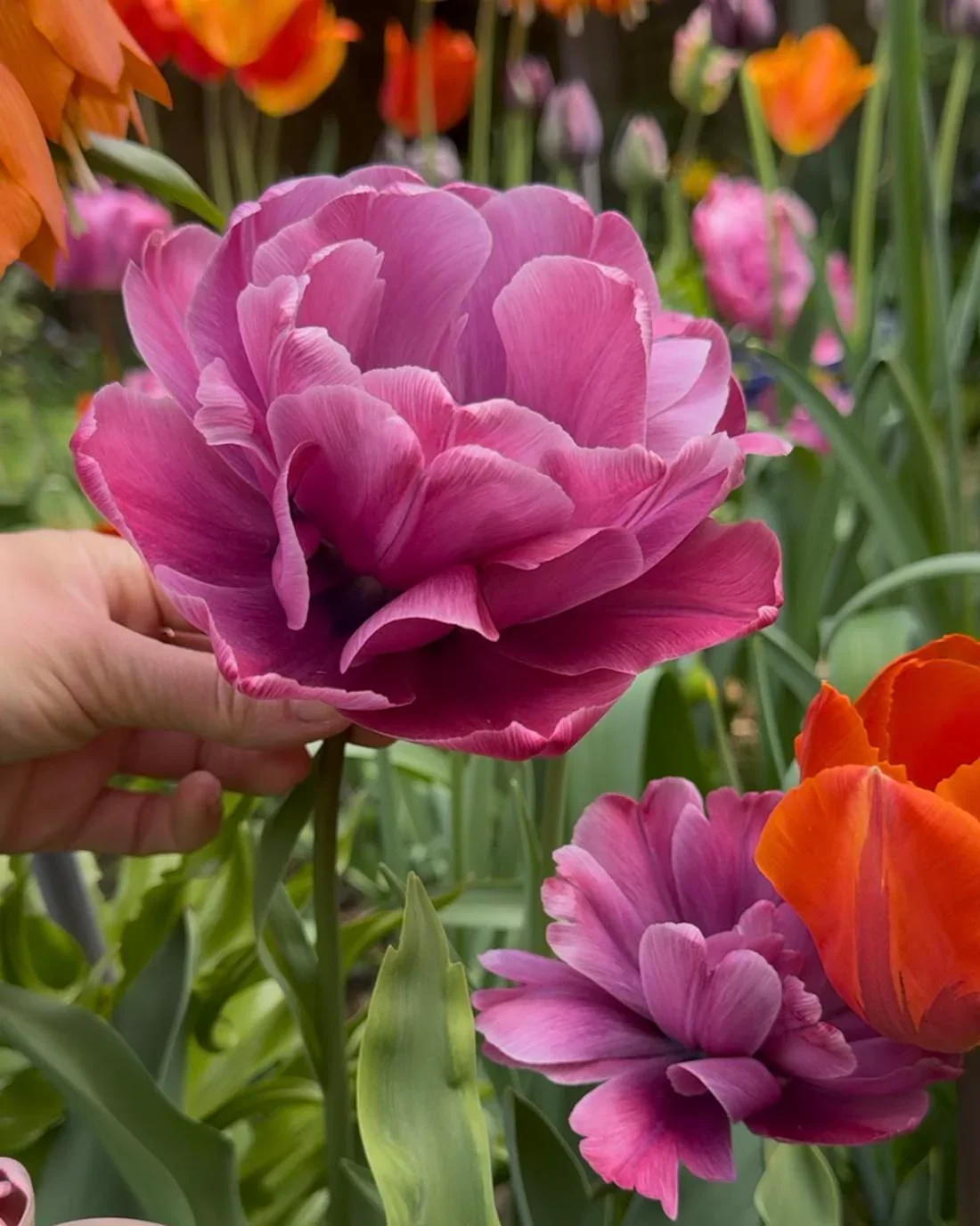 tulip-rosy-diamond-10.jpg.webp