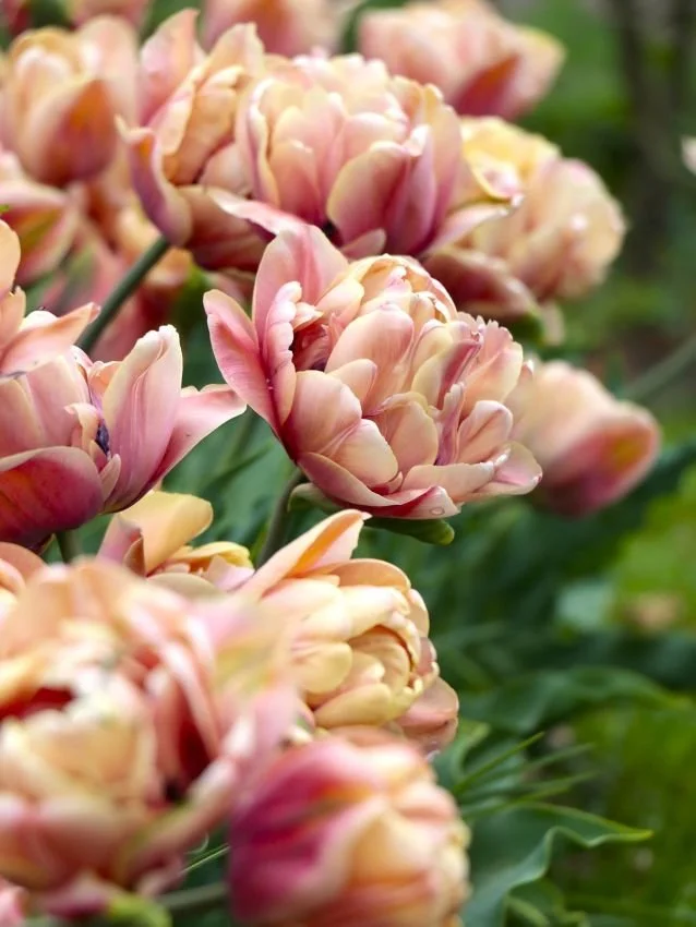 Tulipa_La_Belle_Epoque_CW1_1_3.jpg