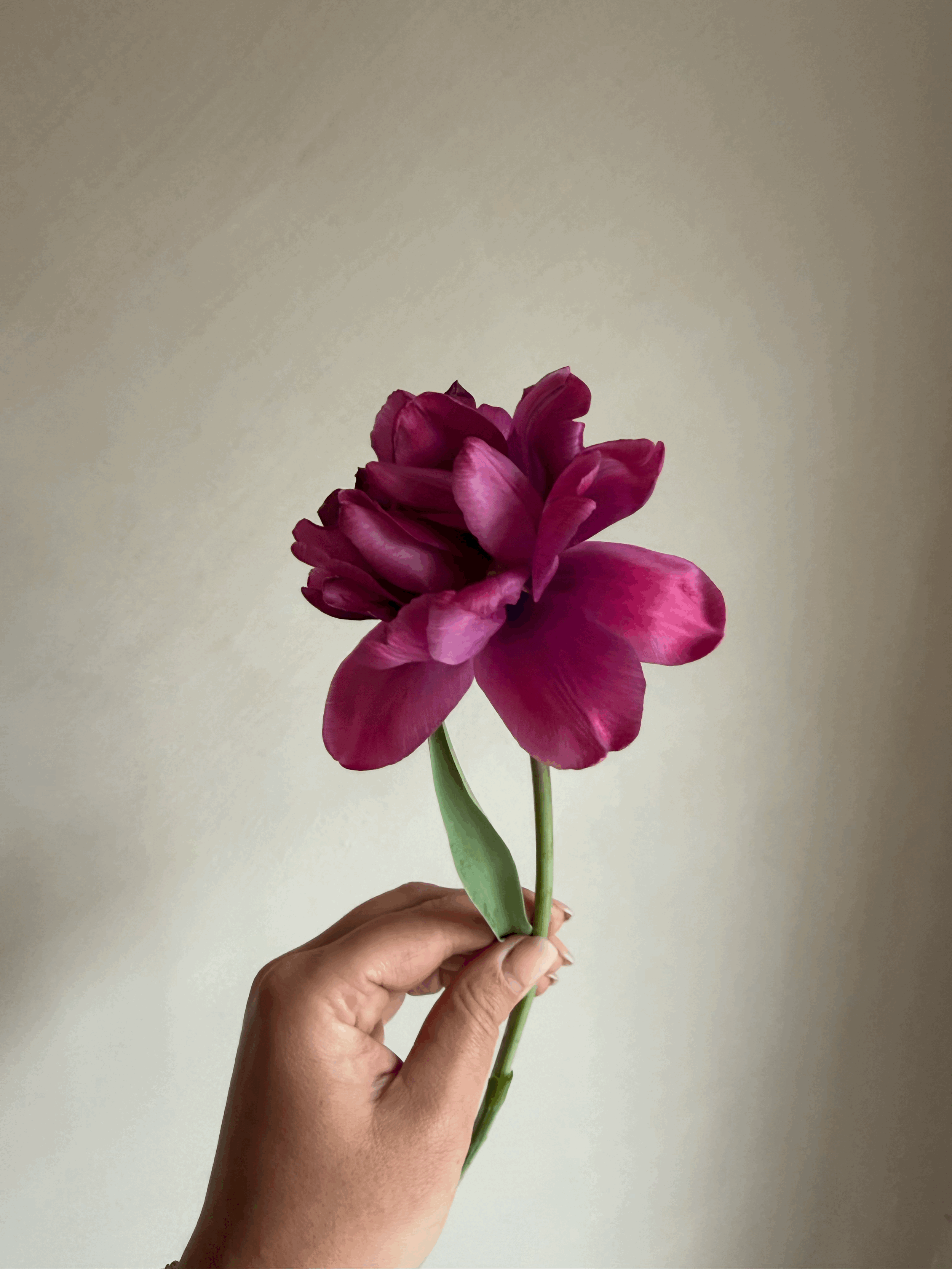 tempImagexF5hzy.gif