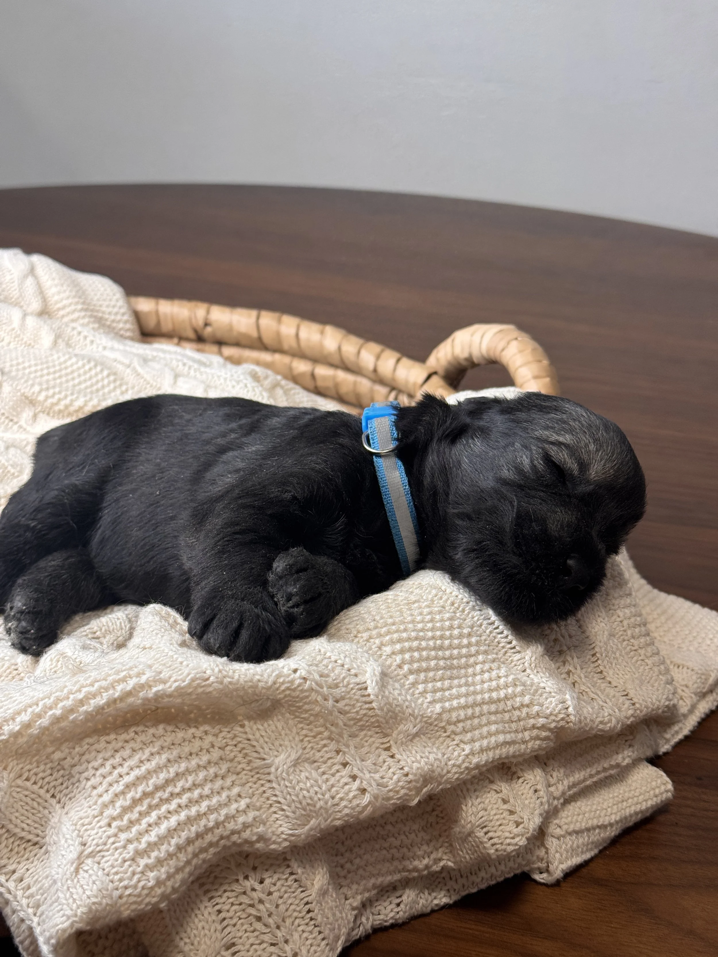 Pepper-and-Salt Puppy