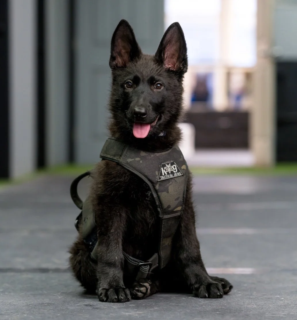 A black German Shepherd puppy wearing a tactical vest sitting indoors with a playful expression.