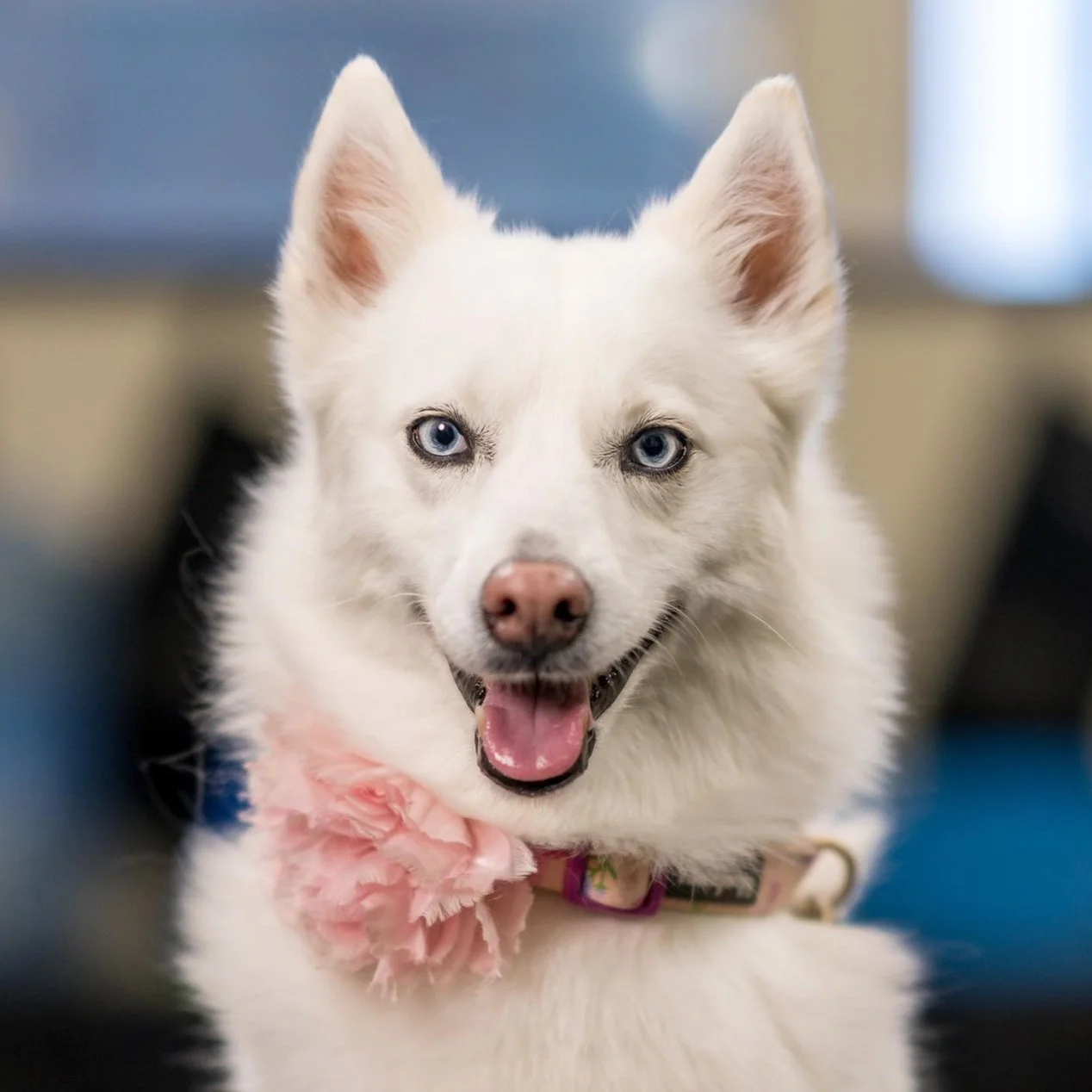 A white Siberian Husky with blue eyes, wearing a pink frayed collar, smiling indoors.