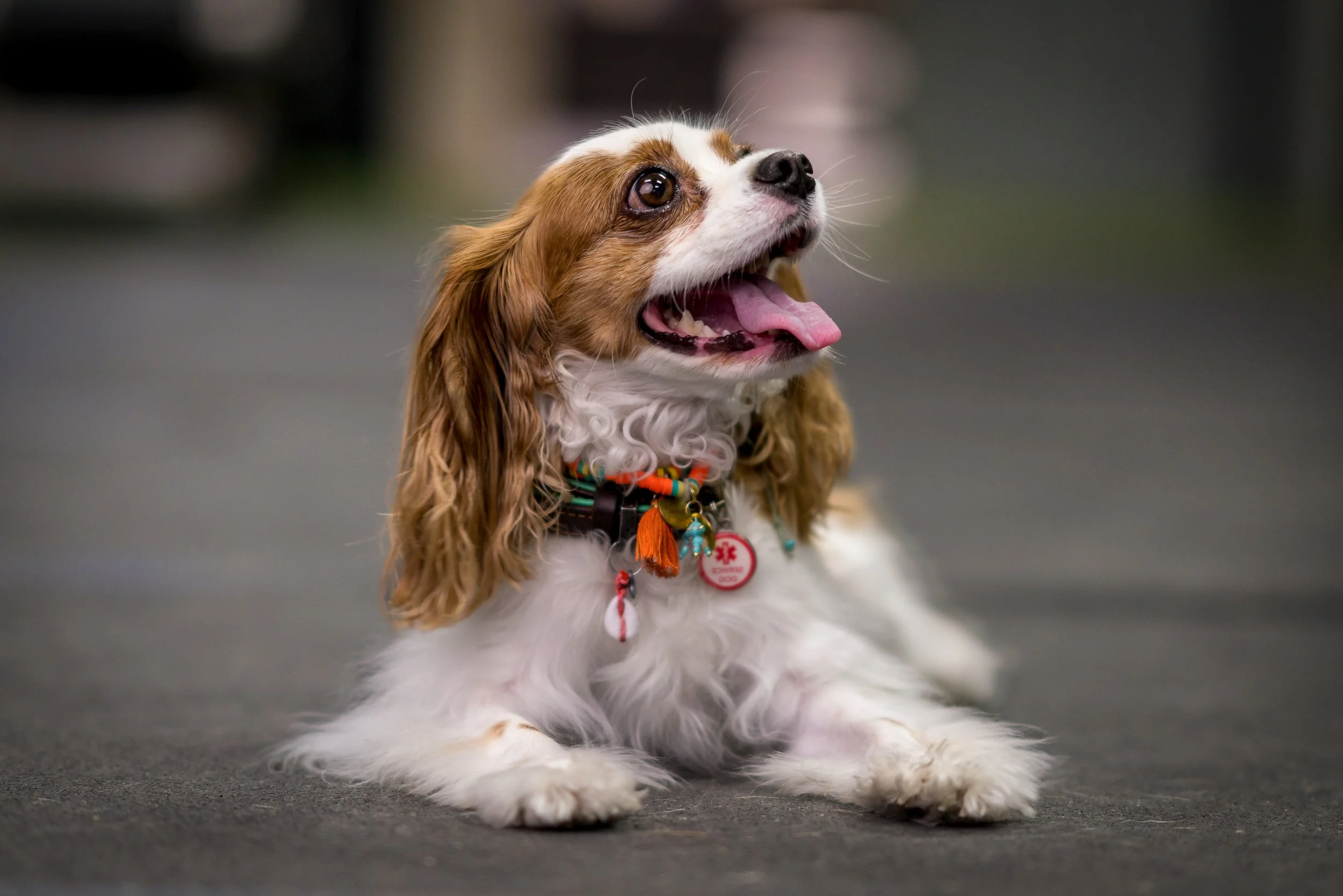 A happy Cavalier King Charles Spaniel dog lying on a dark surface with its tongue out, wearing a colorful collar with various tags.