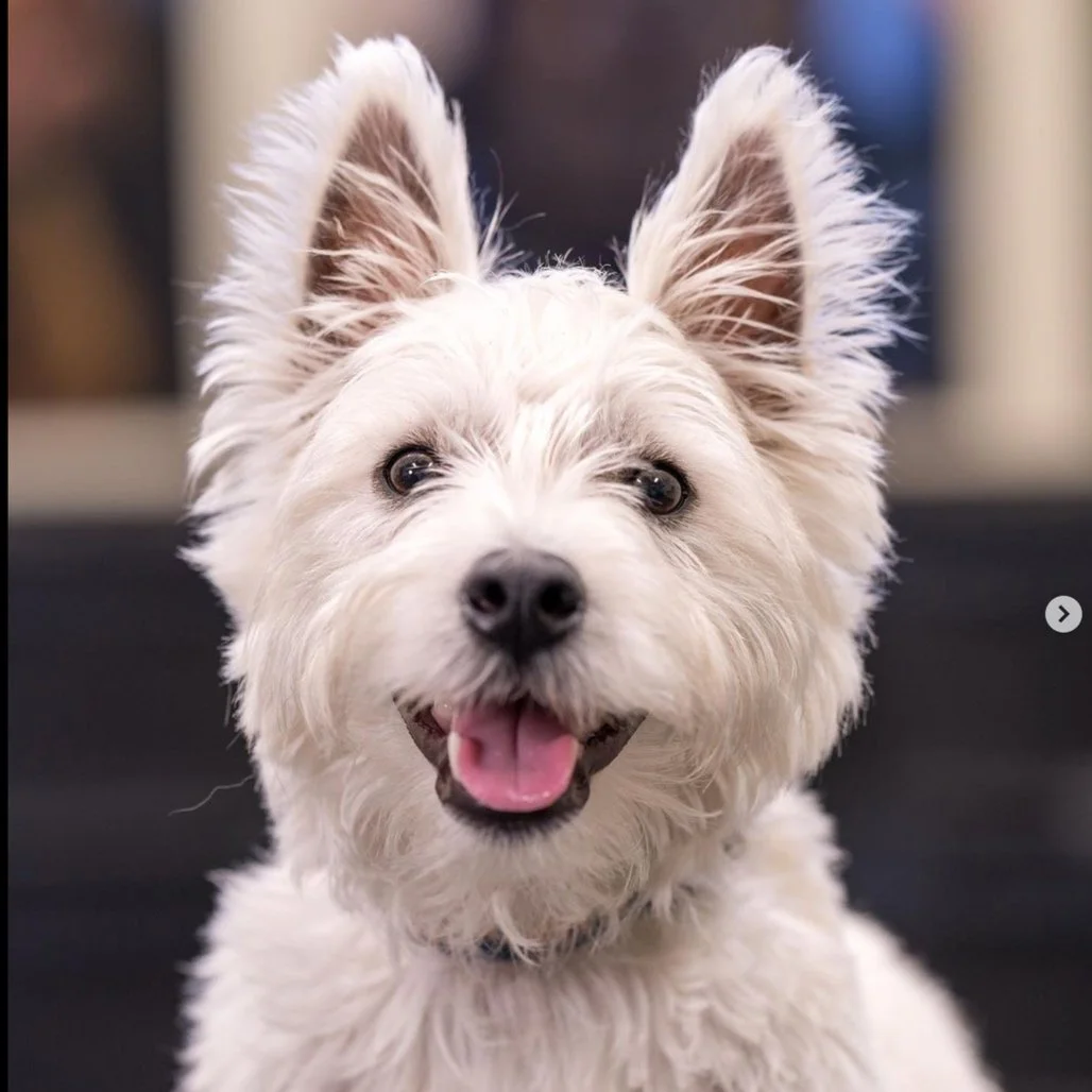 Screenshot 2023-11-28 at 12.44.12 AM.jpg