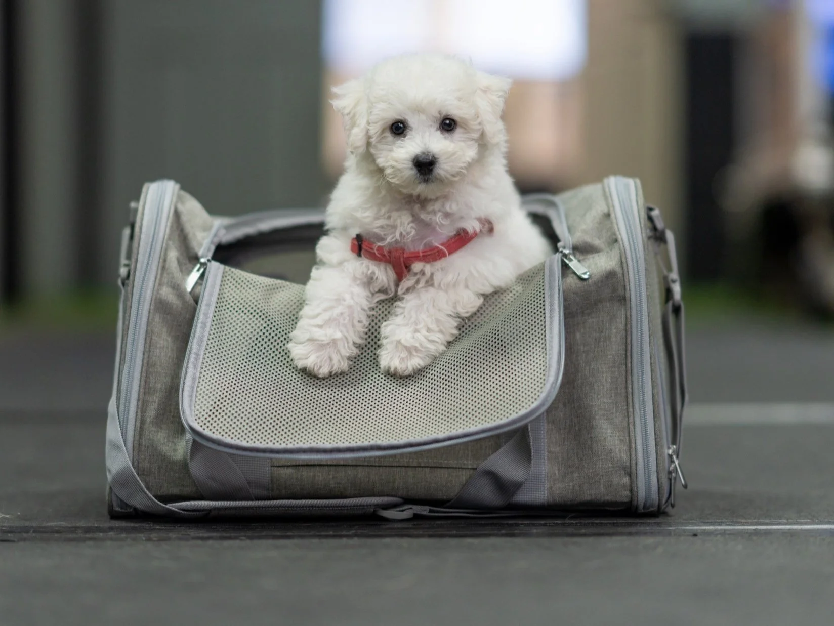 A small white puppy with a red collar sitting inside an open gray pet carrier.