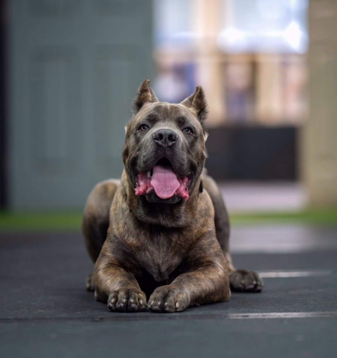 A happy, brindle-colored dog with a muscular build, lying down on a black mat with its mouth open and pink tongue out, in what appears to be an indoor setting.