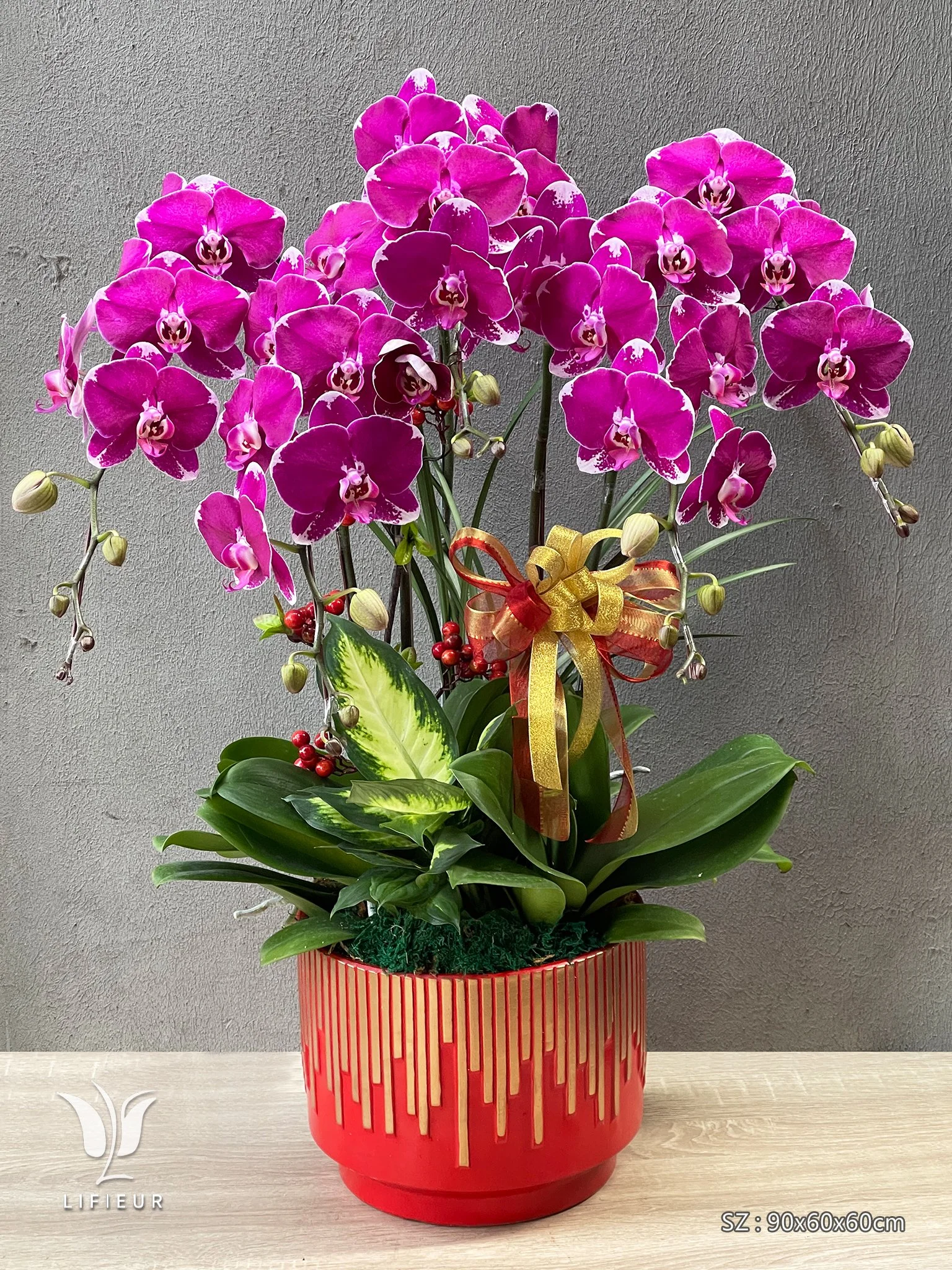 紅花蝴蝶蘭(5株)組合盆栽