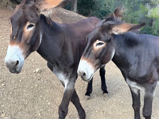 Besuch bei Klaus &amp; Susi in Estellenc