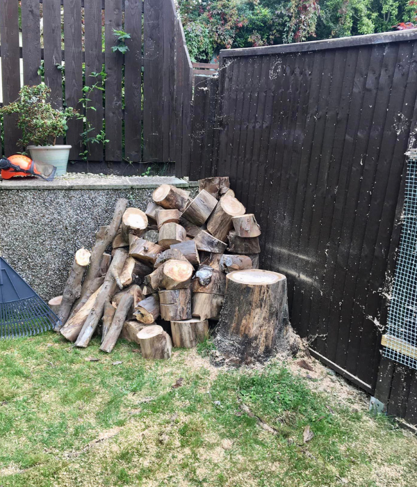Tree logging.png