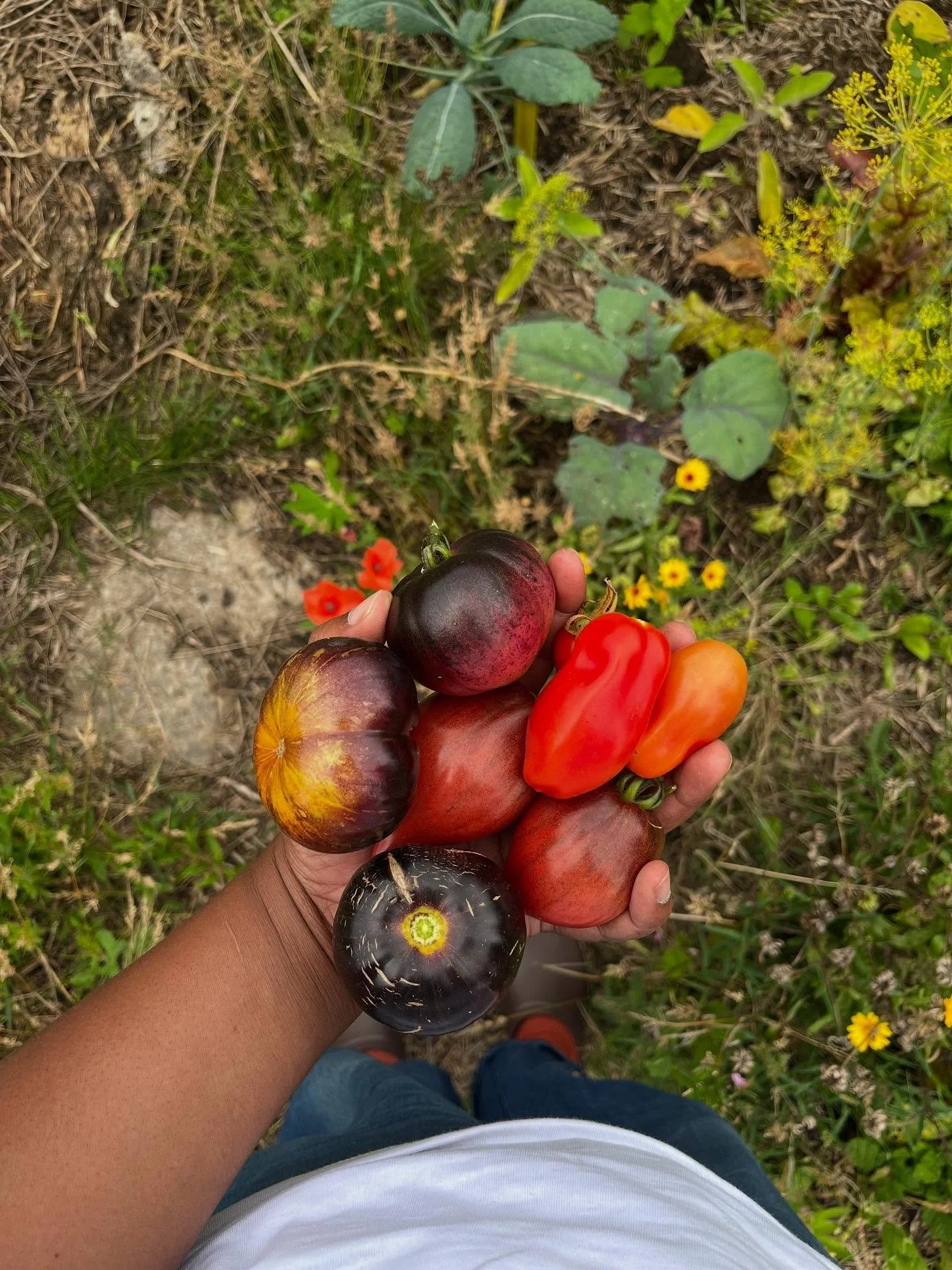 en dat was augustus! 4 mooie geboortes, veel ontspanning tussendoor, tuinieren, goed toeven in het tuinhuis van carolien, en veel breien en dagjes strand. nu even vakantie en rust 🌞
