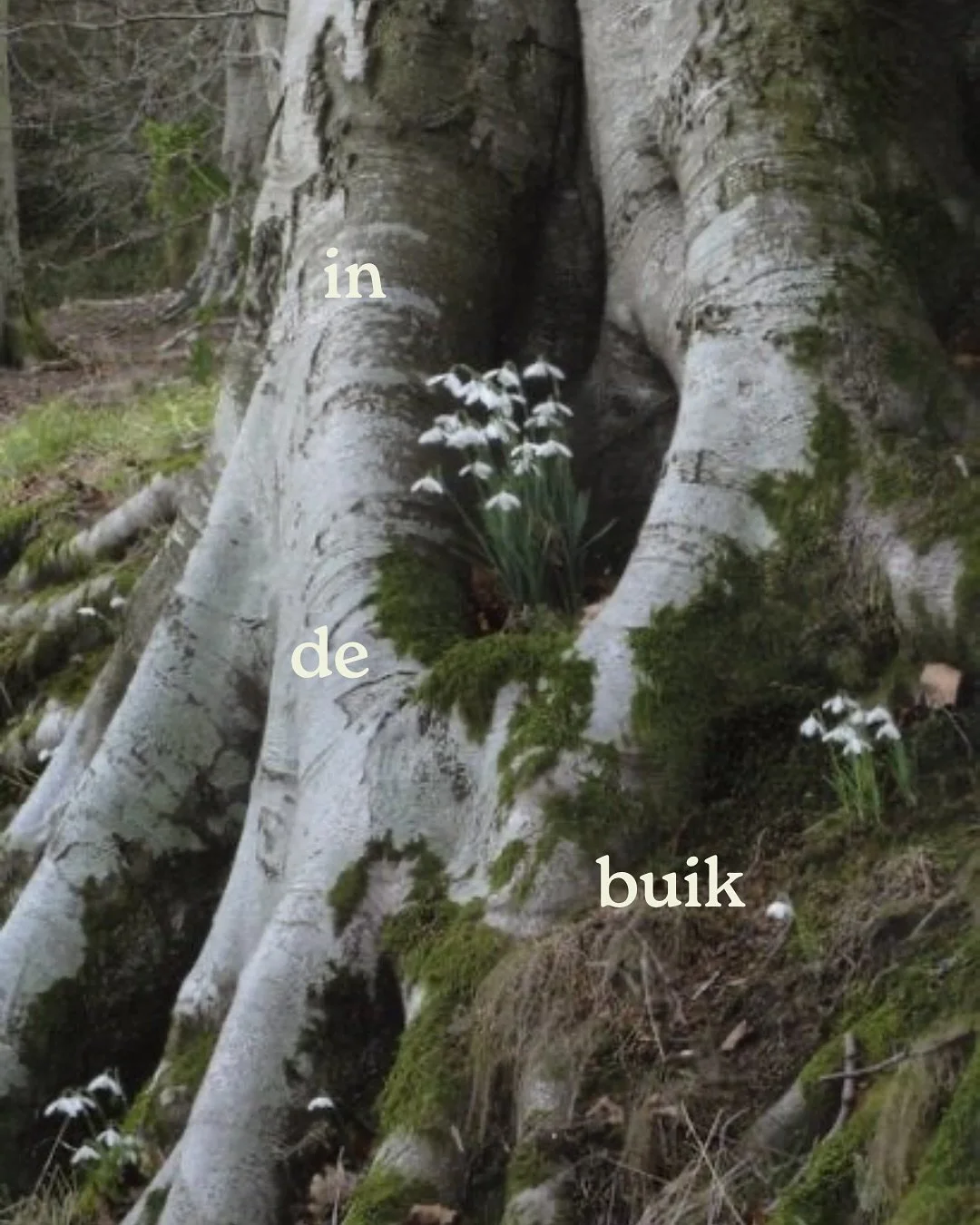 deze imbolc voelt het extra belangrijk om te beseffen dat dit een viering is van hoop. na de donkere winter staan we stil bij de terugkeer van het licht en het feit dat we het gered hebben door het donkerste stuk van de winter heen. we zijn halverweg