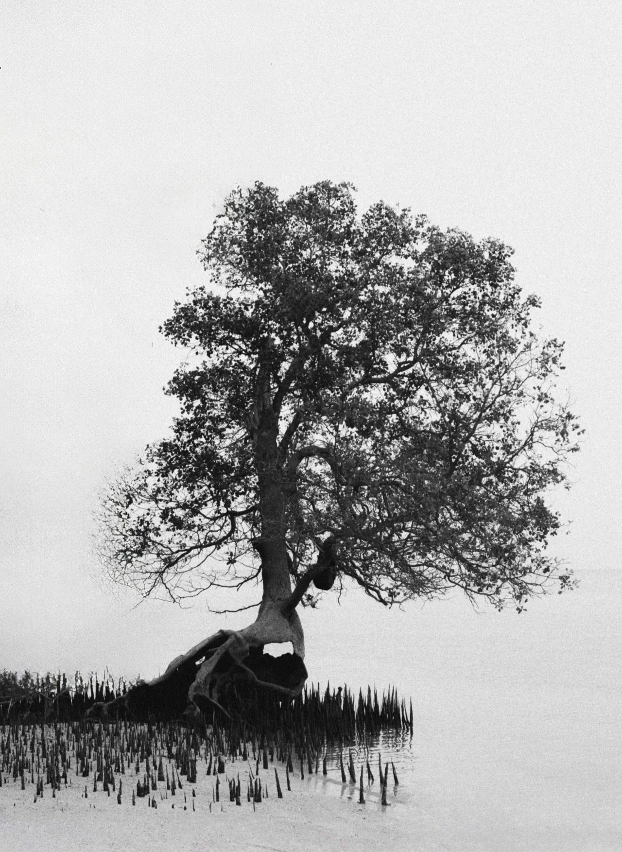 DSCF9601.png (Copy)