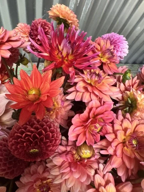 dahlias 2.jpeg