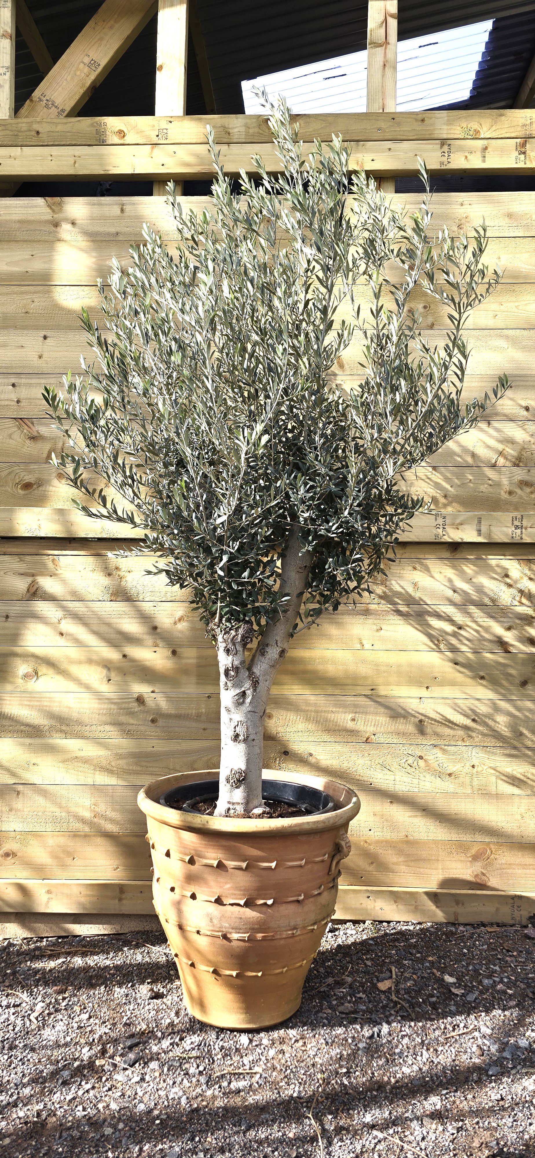 Olive tree and pot 1.jpg