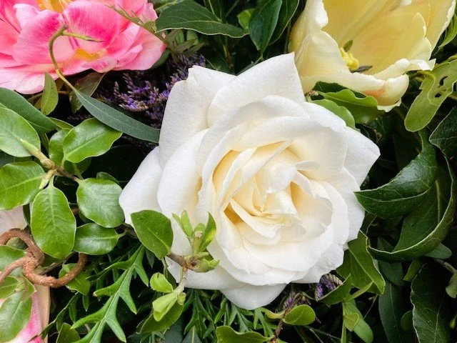 A white rose surrounded by green leaves and pink and yellow flowers.