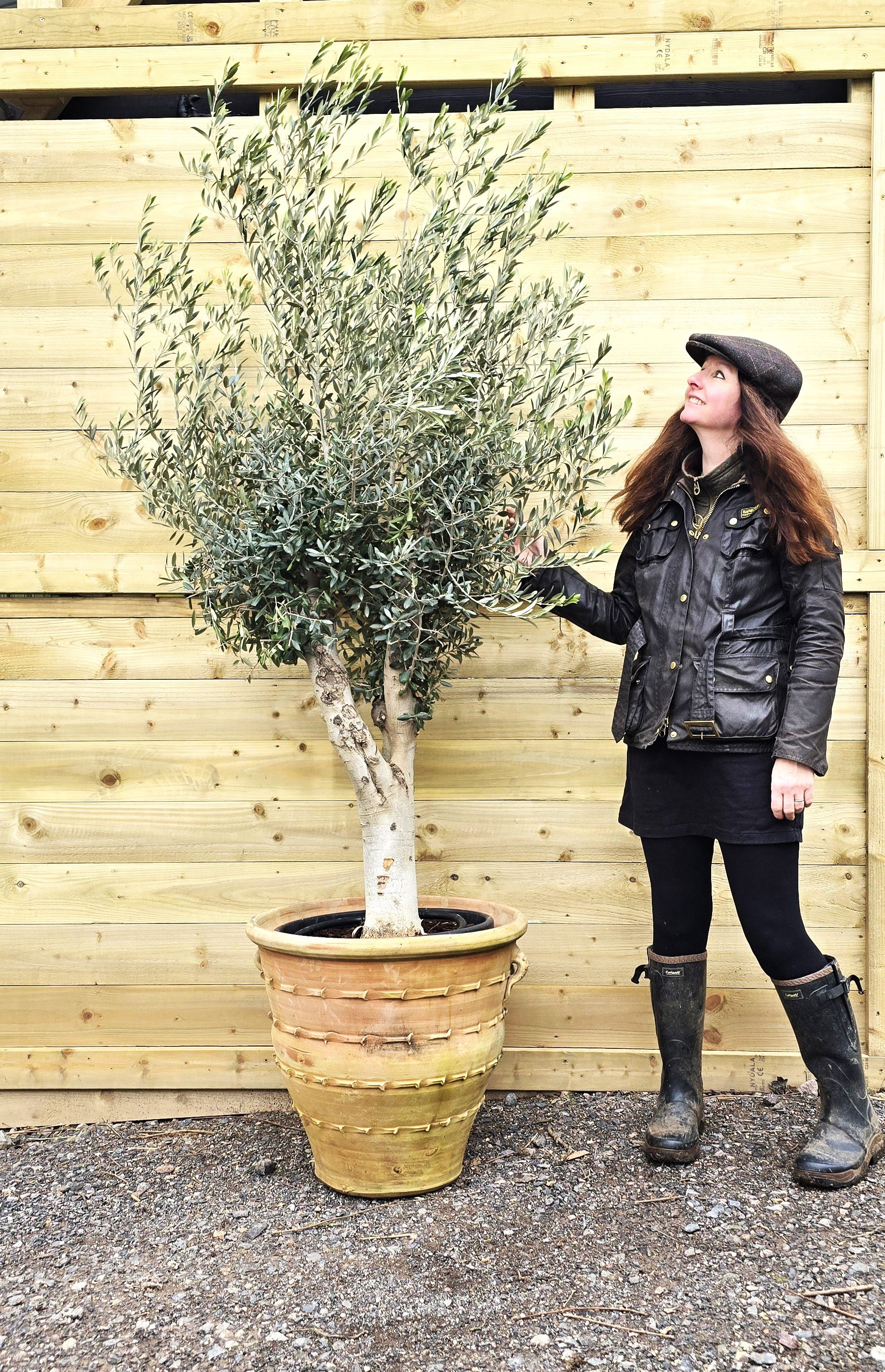 Olive Tree and LS 2.jpg