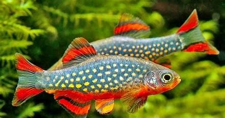 Galaxy Rasbora