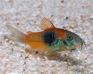 Orange Venezuelan corydorus