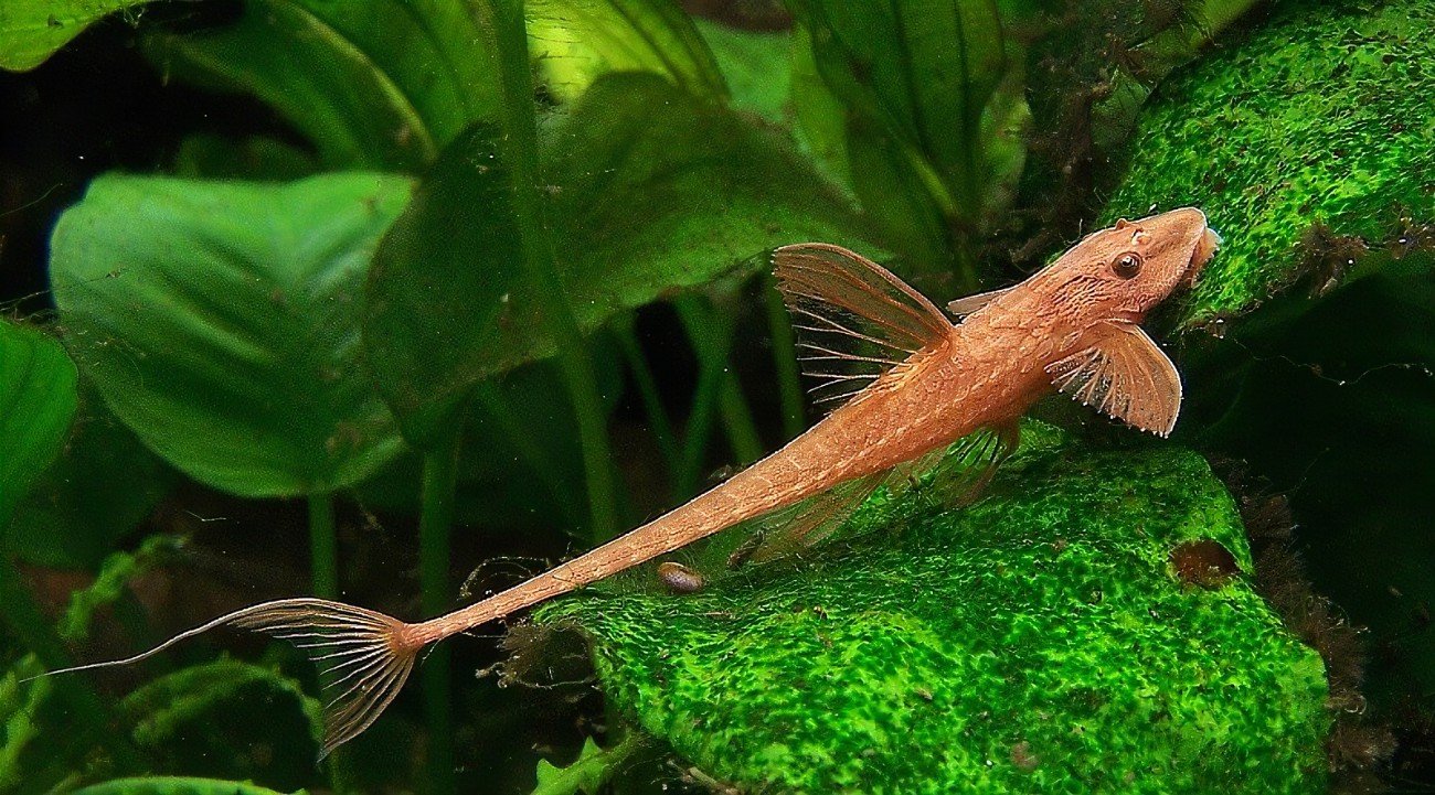 Chocolate whiptail catfish