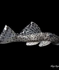 L264 Sultan pleco