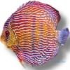 Royal blue discus 6-7cm