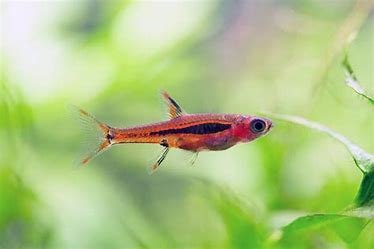 Chilli rasbora