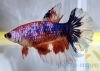 Halfmoon betta female