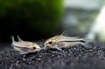 Pygmy corydorus