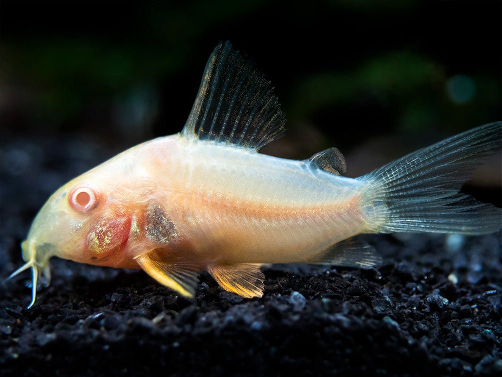 Albino corydorus