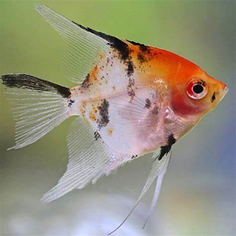 koi angelfish L