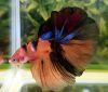 Nemo longtail betta male