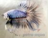 Halfmoon betta male