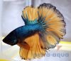 Halfmoon mustard betta male
