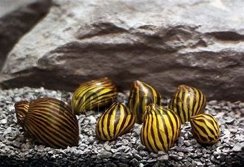 Tiger nerite snail