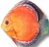 Red alenqer discus 6-7cm